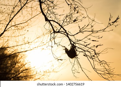 A sunlit backdrop sets this Orioles nest in the glow of a setting sun in North Texas.