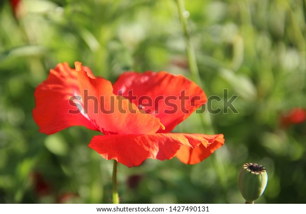 Sunlit Beautiful Velvet Tender Poppy Flower Stock Photo Edit Now