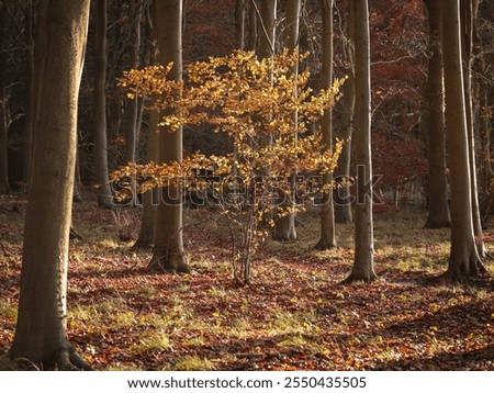 Similar – autumn impression Ambience