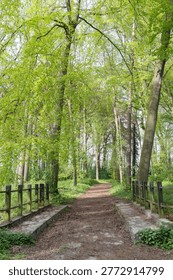 Sunlit birch forest path lined with wooden fences and fresh green leaves, dappled light across leafstrewn trail, mosscovered trunks, calm atmosphere suggesting slow