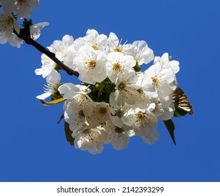 Sunlit Blooming Branches Of Fruit Tree And Clear Blue Sky At Background On Sunny Day. Flowering Plant In The Rose Family Rosaceae, Genus Prunus. Close-up View.
