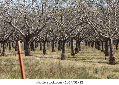 Sunlit Branches Of Pistachio Nut Tree In Desert Commercial Orchard