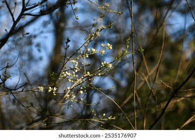 Sunlit branches with white blossoms stand out against a blurred forest backdrop. The delicate flowers and soft lighting evoke the freshness of early spring, capturing the beauty of nature's rebirth - Powered by Shutterstock