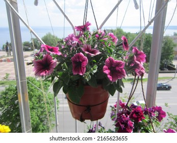 Sunlit bright pink petunias of various varieties grow in hanging planters on the balcony against the backdrop of a city street.
