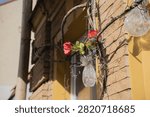 sunlit building facade featuring vibrant red poppy blossoms entwined with weathered vines and branches, plastic water-filled bags suspended on a yellow-beige brick wall casting warm rustic shadows