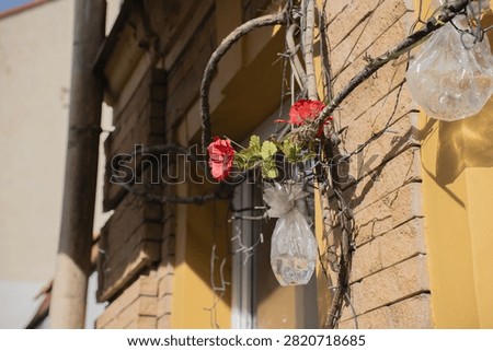 sunlit building facade featuring vibrant red poppy blossoms entwined with weathered vines and branches, plastic water-filled bags suspended on a yellow-beige brick wall casting warm rustic shadows