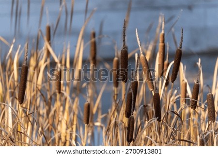 Sunlit cattails sway before a cool backdrop. Mature brown seed heads mark late-season wetland life.
