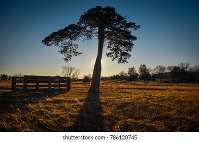 Sunlit Cedar Tree - Appomattox Court House National Historical Park