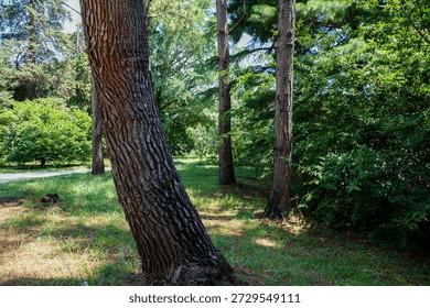 Sunlit clearing surrounded by pine trees and lush green bushes in summer forest