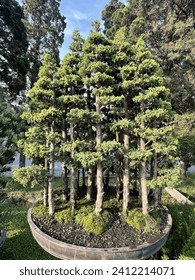In a sunlit corner of the garden, a bonsai tree stands as a living statue, a testament to the gentle touch of time and careful care.The branches are miniature, elegantly shaped through careful pruning