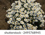 Sunlit Daisy Field in Full Bloom