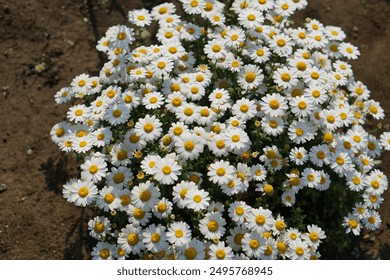 Sunlit Daisy Field in Full Bloom