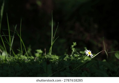 Sunlit daisy in shadow with selective focus