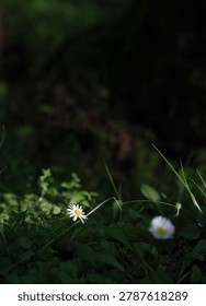 Sunlit daisy in shadow with selective focus