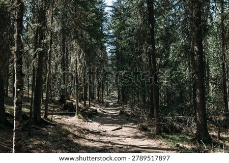 Sunlit dirt path through dense conifer forest on the route to Bolshoy Iremel near Tyulyuk village, Republic of Bashkortostan, Russia, scenic outdoor travel