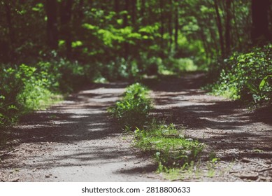 Sunlit dirt path winding through a dense green forest