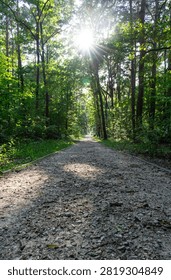 Sunlit dirt path winding through a deep forest ravine surrounded by green trees