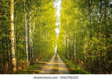 A sunlit dirt pathway lined with tall birch trees and lush green foliage on both sides. The vibrant green leaves and warm sunlight create a refreshing and inviting atmosphere. Copy space. - Powered by Shutterstock