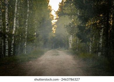 A sunlit dirt pathway lined with tall birch trees and lush green foliage on both sides. The vibrant green leaves and warm sunlight create a refreshing and inviting atmosphere. Copy space. - Powered by Shutterstock