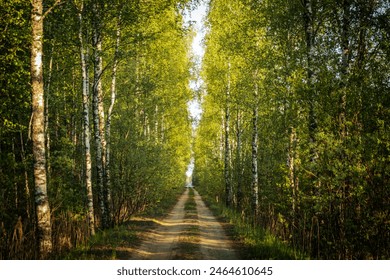 A sunlit dirt pathway lined with tall birch trees and lush green foliage on both sides. The vibrant green leaves and warm sunlight create a refreshing and inviting atmosphere. Copy space. - Powered by Shutterstock