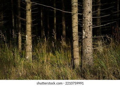 A Sunlit Edge Of A Thick Dark Pine Forest Bed