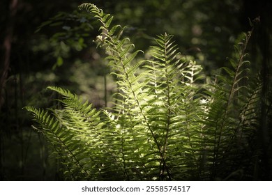 Sunlit fern fronds in a shaded forest setting, with soft light highlighting the vibrant green leaves against a dark, blurred woodland background. - Powered by Shutterstock