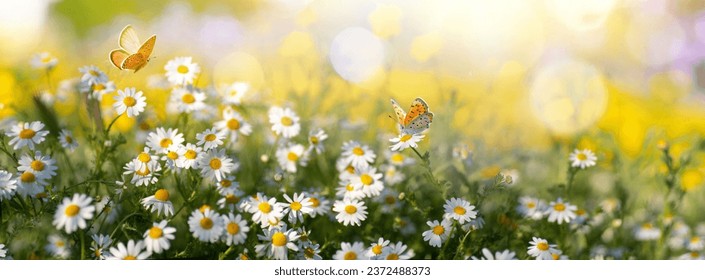 Sunlit field of daisies with fluttering butterflies. Chamomile flowers on a summer meadow in nature, panoramic landscape. - Powered by Shutterstock