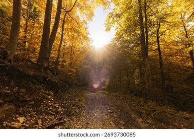 Sunlit forest path leading through vibrant autumn trees