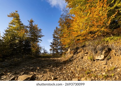 Sunlit forest path leading through vibrant autumn trees