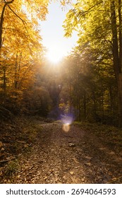 Sunlit forest path leading through vibrant autumn trees
