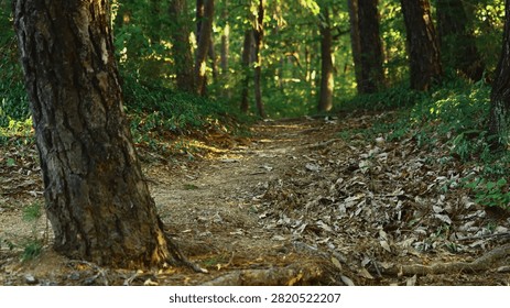 Sunlit Forest Path with Lush Green Foliage and Fallen Leaves Leading Through Tranquil Woodland