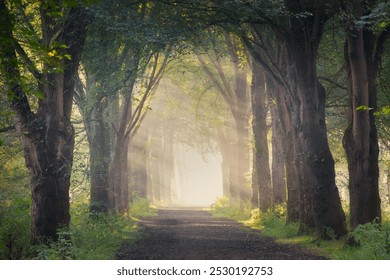 Sunlit forest path with morning rays: tranquil nature scene - Powered by Shutterstock