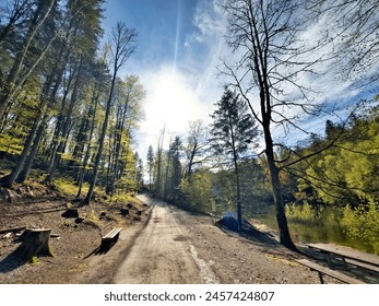 Sunlit forest path next to a tranquil lake, with towering trees and fresh spring greenery, casting long shadows and reflecting a peaceful morning atmosphere