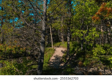A sunlit forest path surrounded by lush green trees and foliage, creating a serene and inviting atmosphere. The path is partially shaded by the tall trees, with sunlight filtering through the leaves.