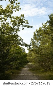 Sunlit forest path through dense green pine woodland. Vertical.