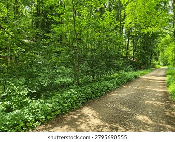 Sunlit Forest Path Through Green Woodland

Bright forest pathway surrounded by lush green vegetation and summer trees in natural daylight.