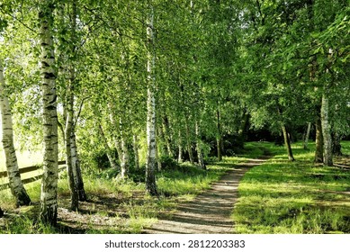 Sunlit Forest Path Through Lush Green Birch Trees