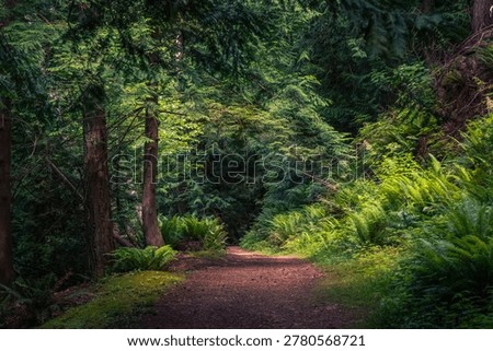 Sunlit Forest Path Through Lush Green Ferns | Nature Stock Photo