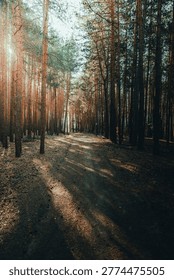 Sunlit forest path winding through tall pine trees, with long shadows and warm light creating a serene and inviting outdoor landscape.