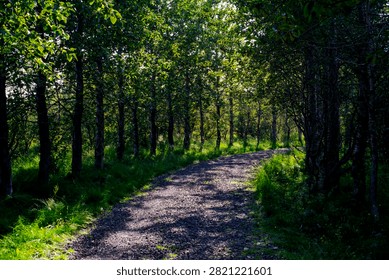 Sunlit Forest Path Winding Through Lush Green Woodland