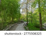 Sunlit forest path winds gently through lush green trees. Wooden railings guide walkway through vibrant foliage. Peaceful scene invites calm reflection or nature photography
