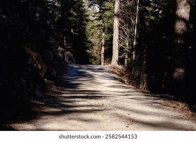 Sunlit forest path winds through towering evergreens, creating dramatic interplay of light and shadow. Natural tunnel effect draws eye into mysterious woodland depths.
