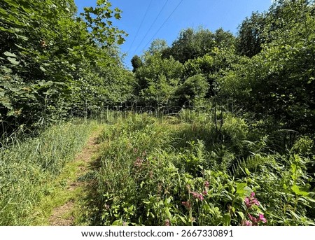 Sunlit forest path winds through lush greenery and pink wildflowers brighten the underbrush beneath a clear blue sky in, Harden, Bingley, UK