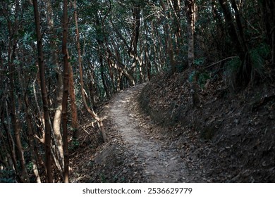 Sunlit Forest Pathway with Dense Tree Canopy - Powered by Shutterstock