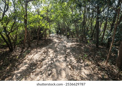 Sunlit Forest Pathway with Dense Tree Canopy - Powered by Shutterstock