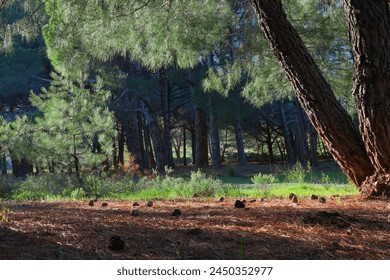 Sunlit Forest Scene: Pine Trees and Fallen Cones