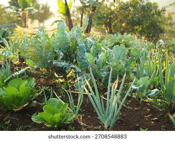 Sunlit garden patch featuring leafy green vegetables like cabbage and spring onions growing from rich dark soil, showcasing healthy produce and natural farming practices.