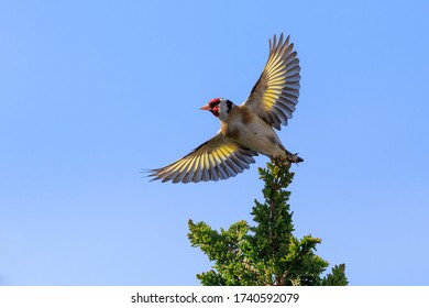 Sunlit Goldfinch with wings spread in flight - Powered by Shutterstock