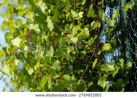 Sunlit grapevine climbs a green chain-link fence. Leaves glow with summer's warmth and gentle breeze. Lush greenery frames a quiet, natural garden scene.