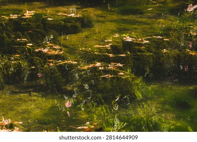 Sunlit green algae floating on a lake